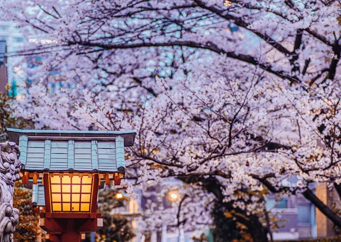 Tokyo, Fuji & Kyoto